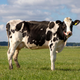 Image for article titled God Still Waiting For Humans To Discover Easter Egg Feature Hidden In Cows
